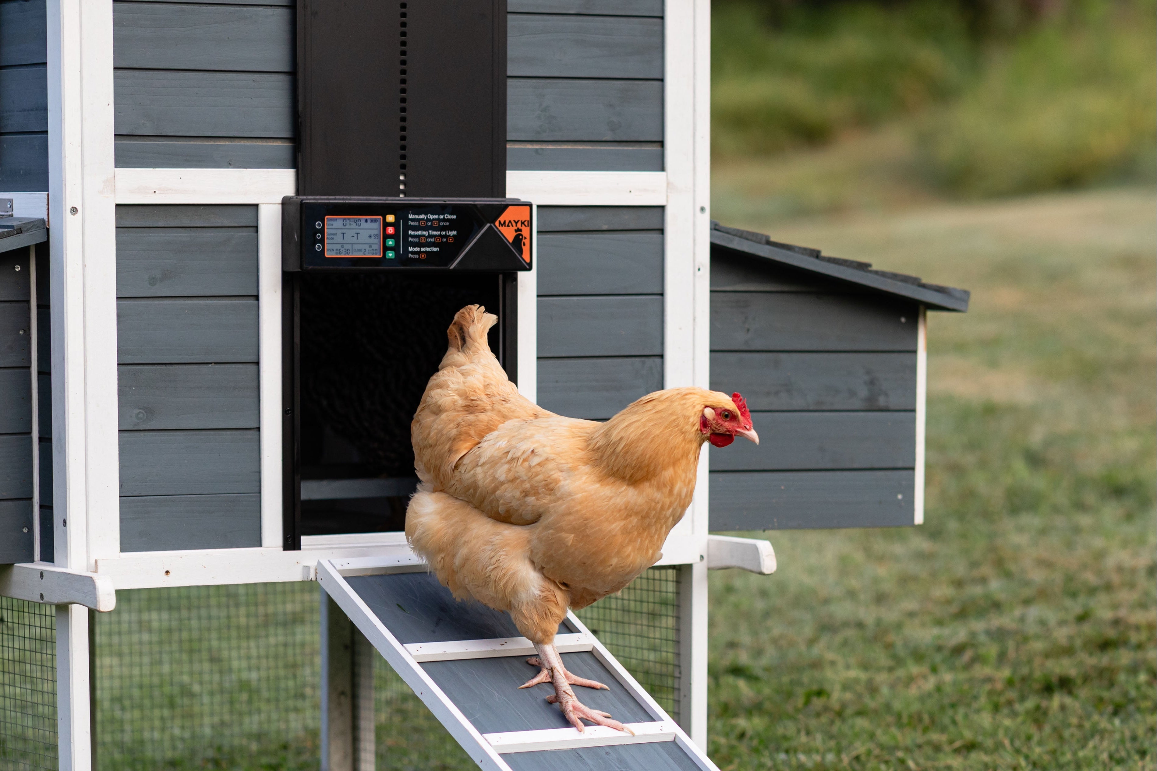 Chicken Coop Door
