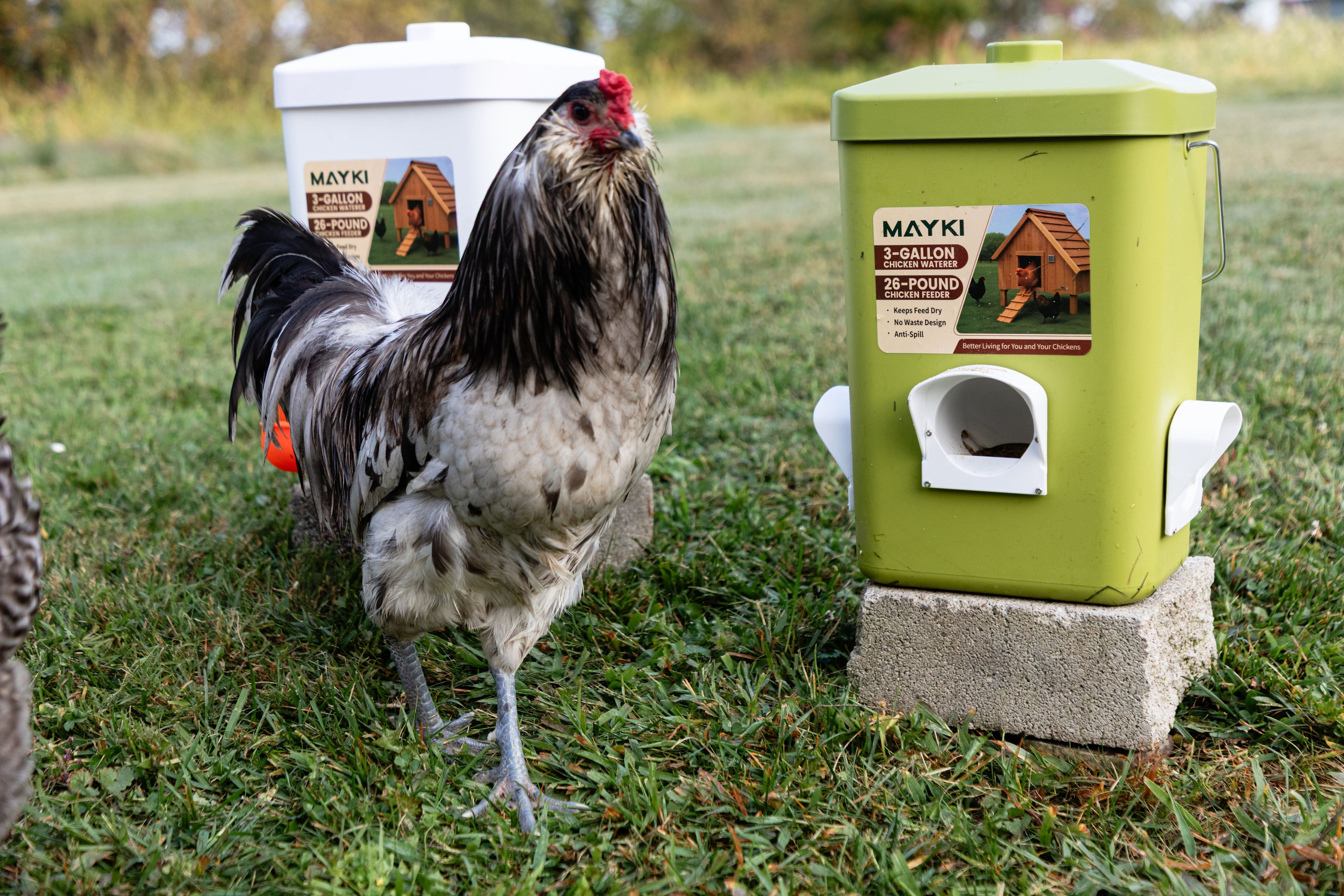 Automatic Chicken Feeder and Waterer Set